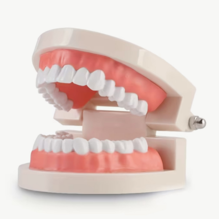 Oefengebit of Displaymodel Toothgems